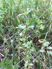 Stellaria media