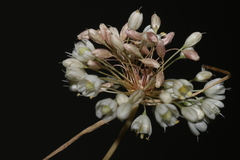 Allium pallens