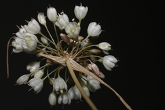 Allium pallens