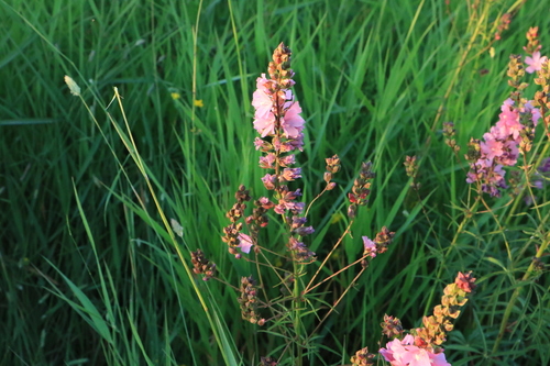 Sidalcea cusickii, photograph 4