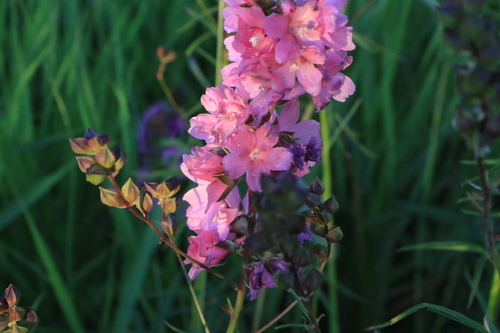 Sidalcea cusickii, photograph 5
