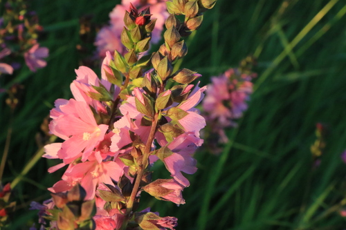 Sidalcea cusickii, photograph 6