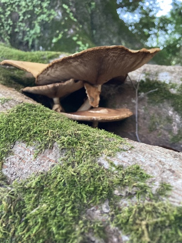 Cyclocybe cylindracea