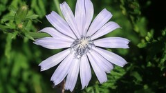 Cicerbita macrophylla