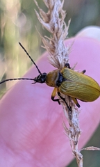 Proctenius granatensis