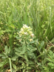 Berteroa incana