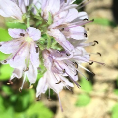 Hydrophyllum occidentale