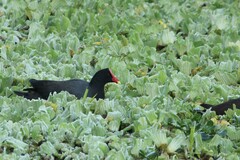 Gallinula galeata