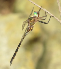 Somatochlora linearis