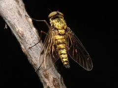 Chrysopilus splendidus
