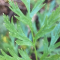 Hydrophyllum occidentale