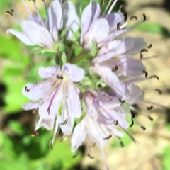 Hydrophyllum occidentale