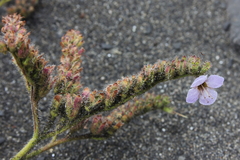Phacelia bolanderi