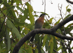 Myiagra rubecula okyri