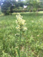 Dactylis glomerata