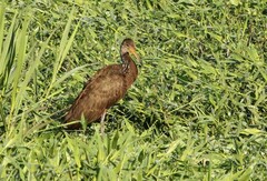 Aramus guarauna