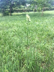 Dactylis glomerata