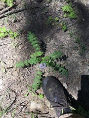 Hydrophyllum occidentale