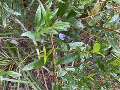 Billardiera heterophylla