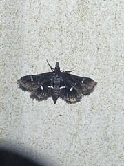 Diasemiodes nigralis