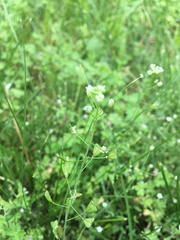 Capsella bursa-pastoris