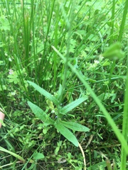 Capsella bursa-pastoris