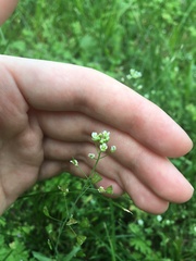 Capsella bursa-pastoris