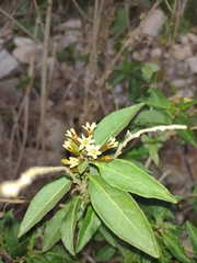 Cestrum parqui