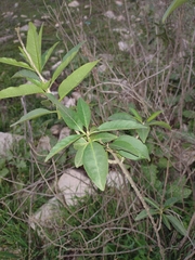 Cestrum parqui