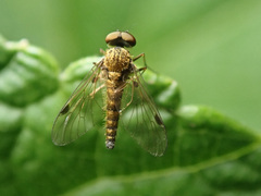 Chrysopilus splendidus