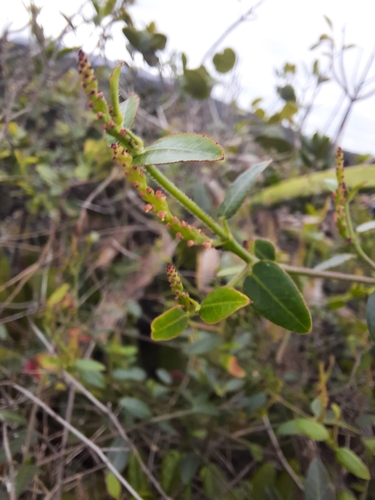 Image of Microstachys corniculata by (c) Paulo Nogueira, some rights reserved (CC BY)