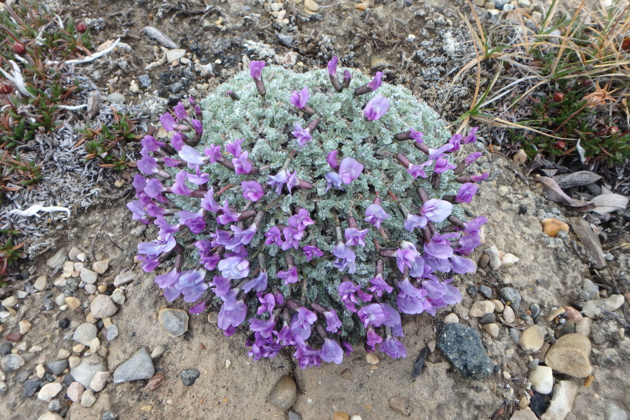 Oxytropis nigrescens var. uniflora