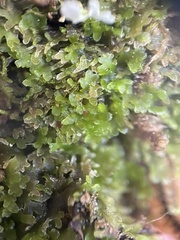 Ricardia