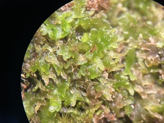 Ricardia