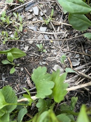 Ranunculus inamoenus