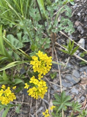 Draba spectabilis