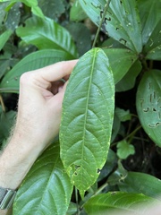 Passiflora ambigua