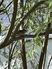 Passer domesticus