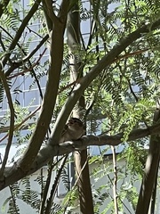 Passer domesticus