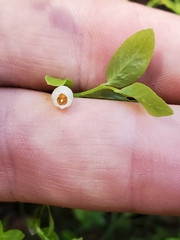 Vaccinium scopulorum