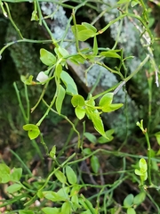 Vaccinium scopulorum