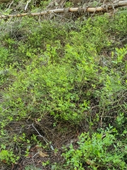 Vaccinium scopulorum