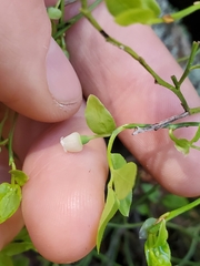 Vaccinium scopulorum