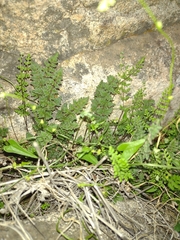 Cheilanthes hypoleuca
