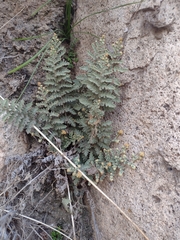 Cheilanthes hypoleuca