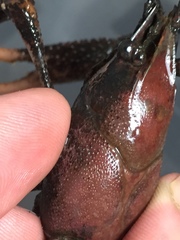 Procambarus acutissimus