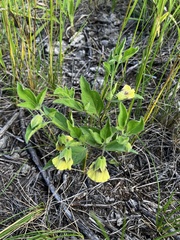 Physalis virginiana