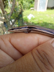 Marisora lineola