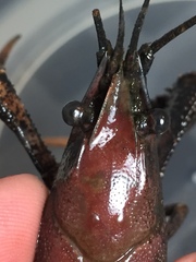 Procambarus acutissimus