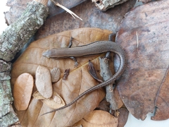 Marisora lineola